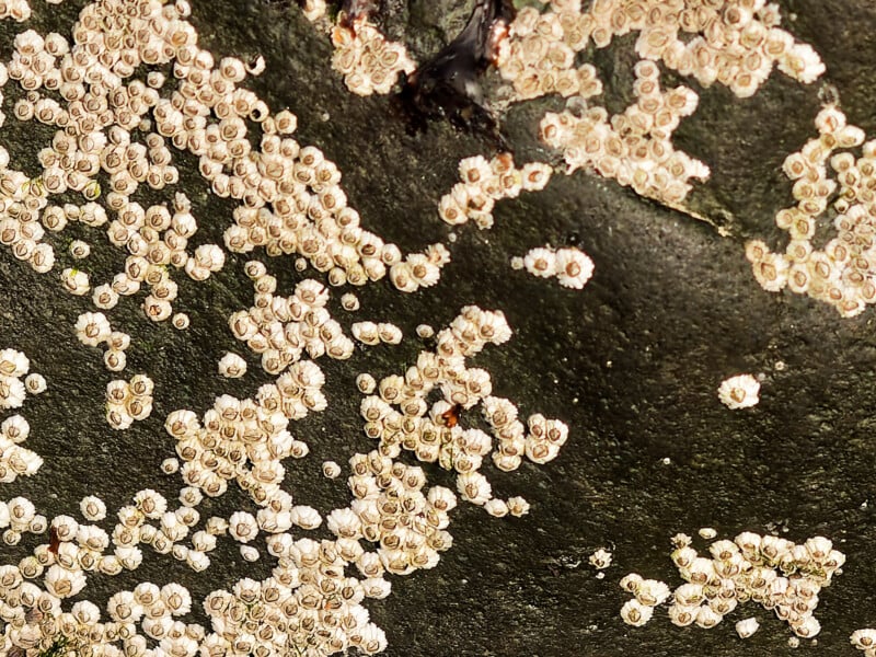 Clusters of small, round, white barnacles attached to a dark, wet rock surface, creating a textured and natural marine pattern.