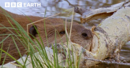 A beaver gnaws on a fallen tree trunk near the water’s edge, surrounded by grass, with the BBC Earth logo in the top left corner.