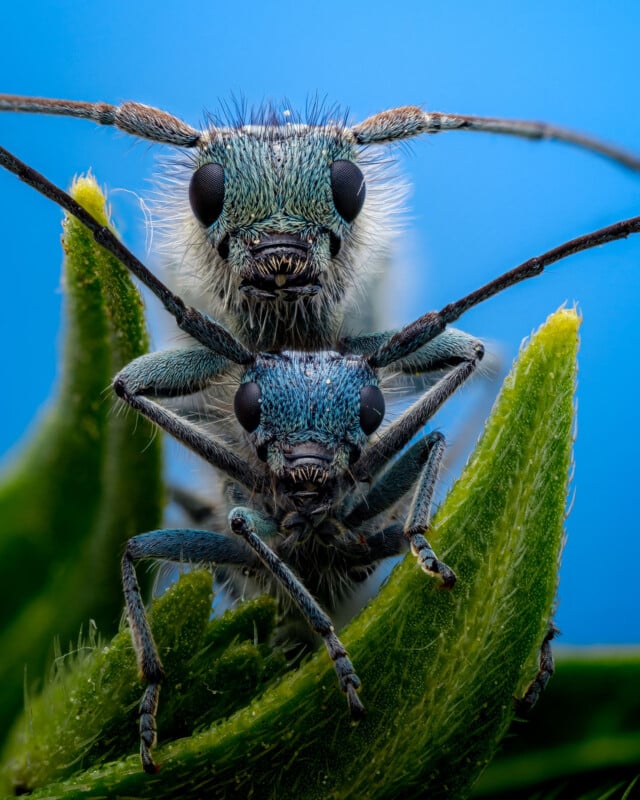 Close-up of two blue-green beetles perched closely together on green plant leaves, with their large black eyes and long antennae visible, set against a bright blue background.