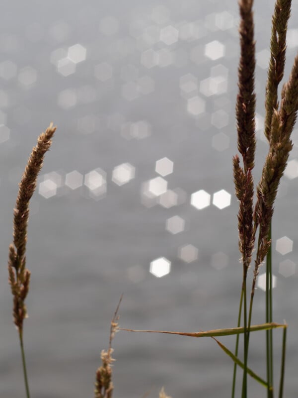 Los tallos de hierba alta son claramente visibles en primer plano, el paisaje acuático del fondo está borroso y el reflejo hexagonal de la luz del sol es brillante.