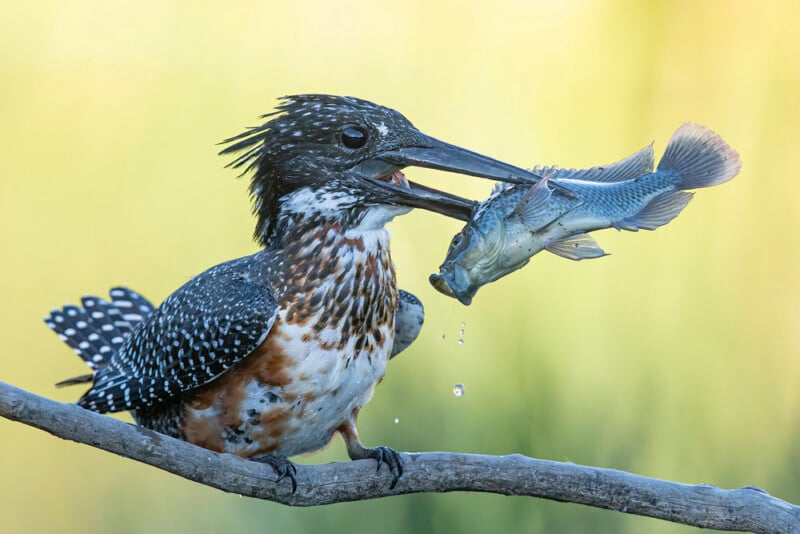 A spotted kingfisher perches on a branch, gripping a fish in its beak. Water droplets fall from the fish, and the background is a soft, blurred green.