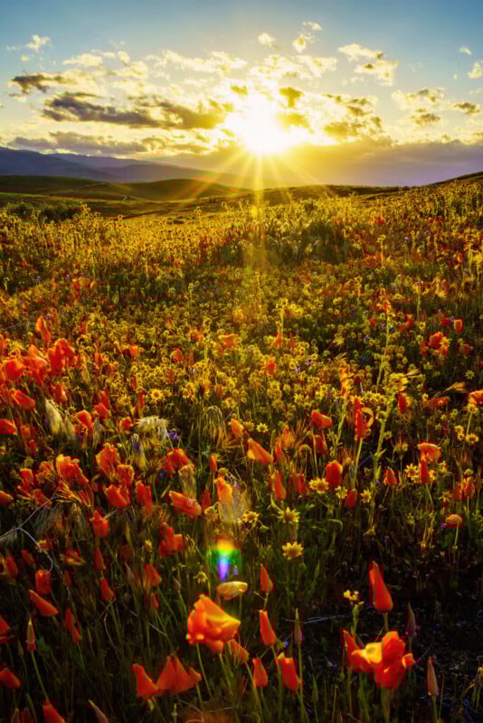 Orange wildflowers and yellow blooms cover a field under a golden sunset, with sun rays streaming through clouds and hills visible in the background.