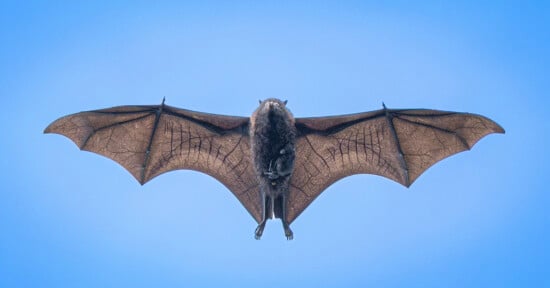 A bat flying against a clear blue sky, its wings fully outstretched showing the veins and structure in the wing membranes. The bat is viewed from below, centered in the image.