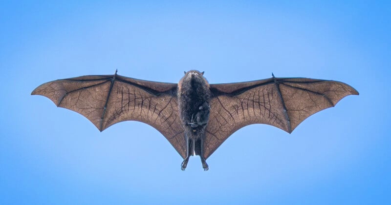 A bat flying against a clear blue sky, its wings fully outstretched showing the veins and structure in the wing membranes. The bat is viewed from below, centered in the image.