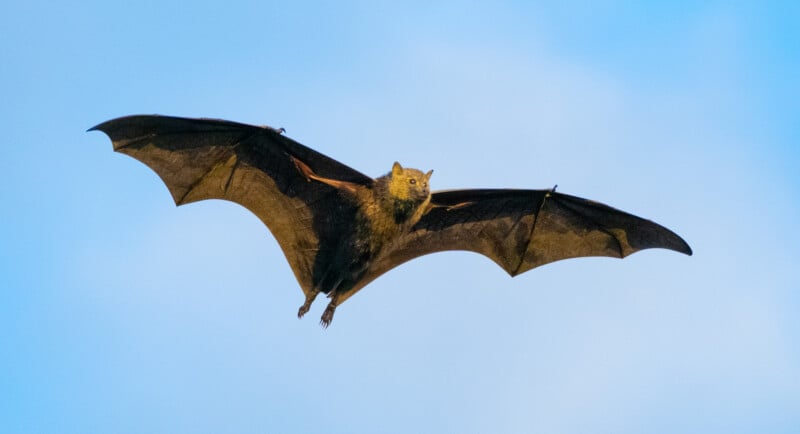 A large bat with outstretched wings flies against a clear blue sky, its body and face clearly visible from below.