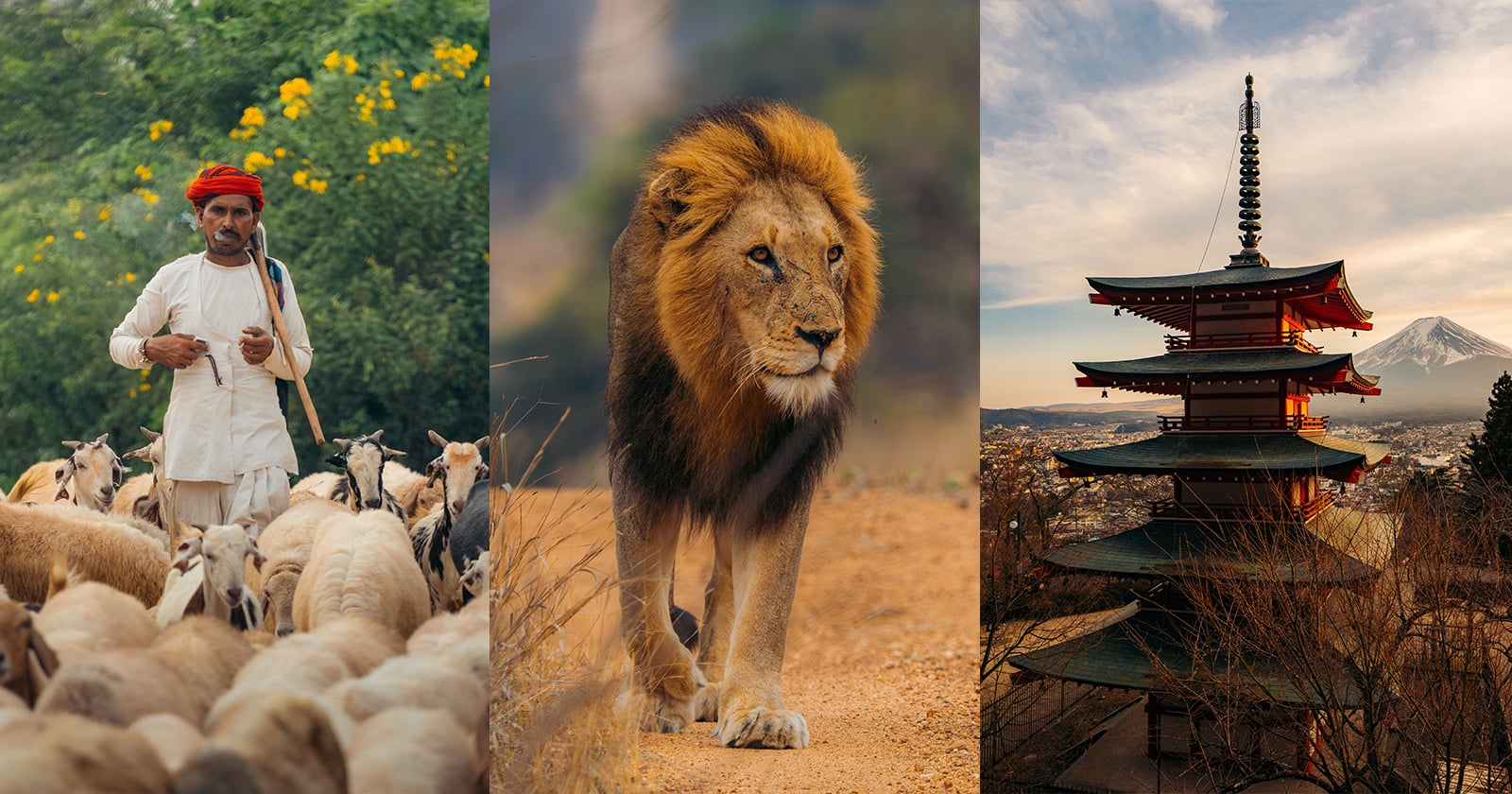A shepherd in traditional attire with sheep, a lion walking on a dirt path, and a pagoda with Mount Fuji in the background at sunset, shown in three vertical panels.