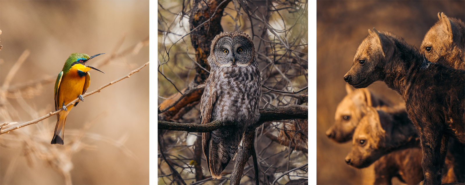  a colorful bird on a branch, a grey owl perched among tree branches, and a group of four brown hyenas standing together in dry grass.