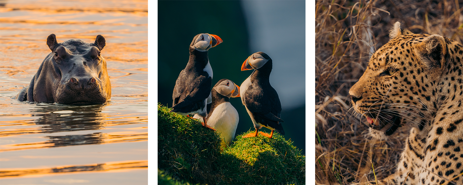 A hippo in water at sunset, three puffins standing on mossy grass, and a leopard resting among dry grass.
