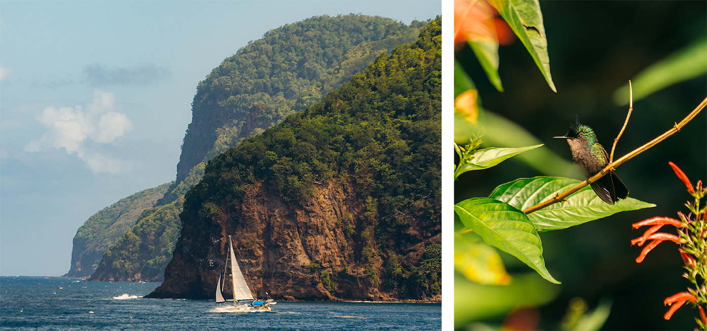 A sailboat glides near steep, lush cliffs by the sea, while a green hummingbird perches on a branch among leaves and orange flowers in bright sunlight.