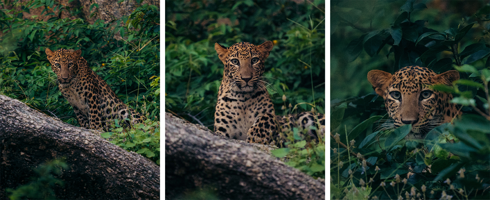 Three photos show a leopard cub in dense green foliage. In each image, the cub gazes toward the camera, partially hidden by vegetation or tree trunks, blending into the natural jungle surroundings.