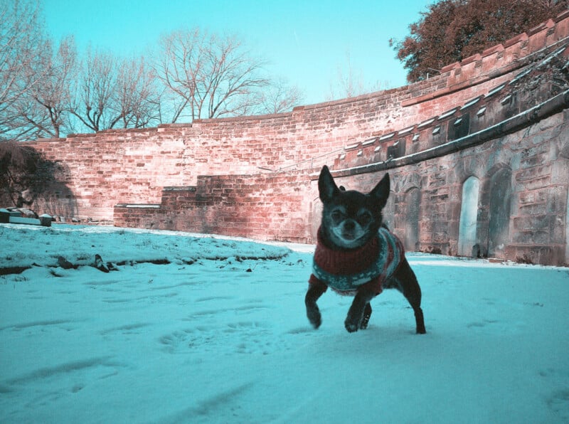 A small dog wearing a sweater runs on snow-covered ground in front of an old stone amphitheater with bare trees in the background under a clear blue sky.