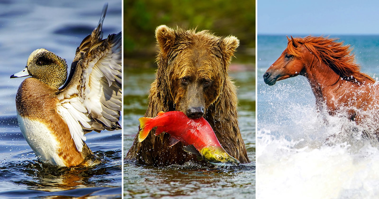 A triptych image shows: a duck flapping its wings on water, a brown bear holding a red fish in its mouth by a river, and a brown horse running through ocean waves.