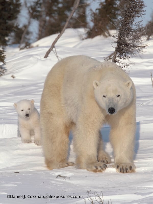 Un oso polar adulto camina sobre la nieve, seguido de cerca por un pequeño cachorro de oso polar. Bajo un cielo despejado, los escasos árboles forman el fondo.