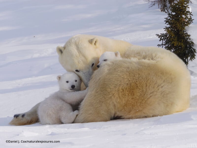 Una madre osa polar yace en la nieve con sus dos cachorros acurrucados a su lado, uno de ellos mirando a la cámara, rodeado por un paisaje nevado con un pequeño árbol de hoja perenne cerca.