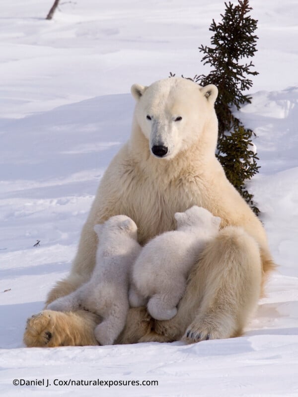 Un oso polar está sentado en la nieve, apoyado contra un pequeño árbol, con dos cachorros amamantando a su lado. Rodeado de nieve, el pelaje blanco del oso se funde con el paisaje invernal.