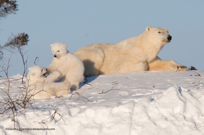 Un oso polar adulto yace en la nieve y dos juguetones cachorros de oso polar interactúan bajo el cielo azul claro. Ramas escasas asomaban de la nieve.