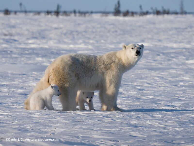 Un oso polar está sobre la nieve, junto a dos cachorros de oso polar, uno está amamantando y el otro lo espera con ansias. El fondo es un paisaje plano y helado con líneas de árboles distantes bajo un cielo azul claro.