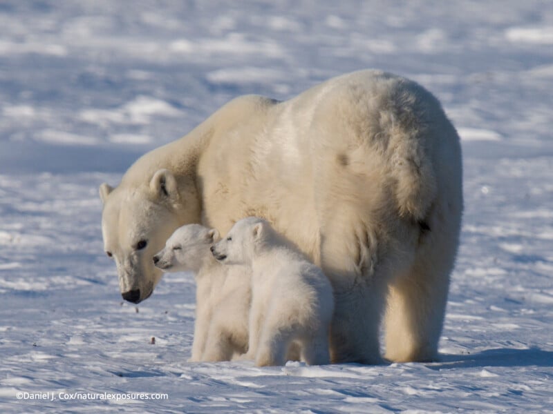 En la tierra cubierta de nieve, un oso polar protege a dos cachorros. La madre osa mira a sus cachorros mientras están juntos en el frío ambiente ártico.