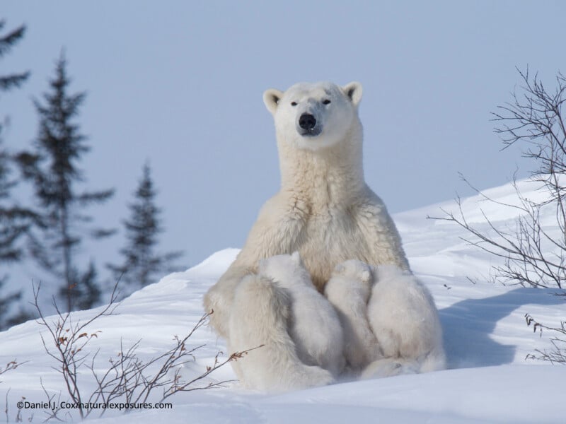 Un oso polar está sentado erguido en la nieve, amamantando a dos cachorros, bajo un cielo despejado, rodeado de escasas ramas sin hojas y algunos árboles de hoja perenne al fondo.