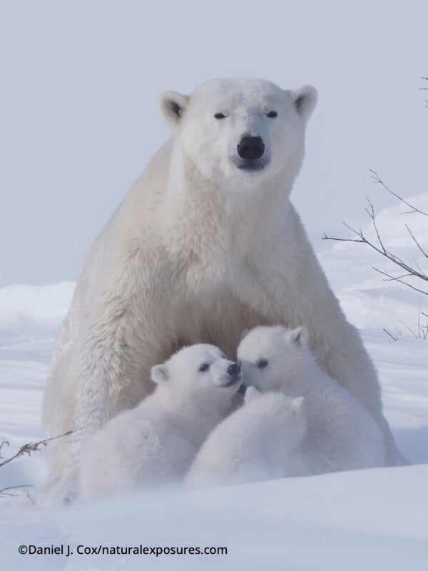 Un oso polar sentado en la nieve con tres cachorros peludos acariciándose. Las escasas ramas de los árboles y un fondo blanco brumoso crean una escena ártica pacífica y nevada.