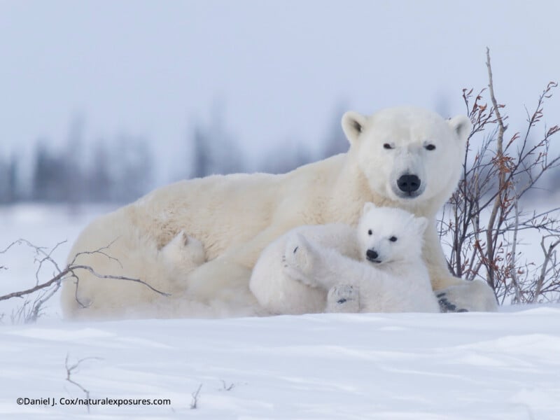 Una osa polar y su cachorro yacen en la nieve, abrazados. Están rodeados de ramas escasas y nieve, y los árboles se ven borrosos en el fondo.