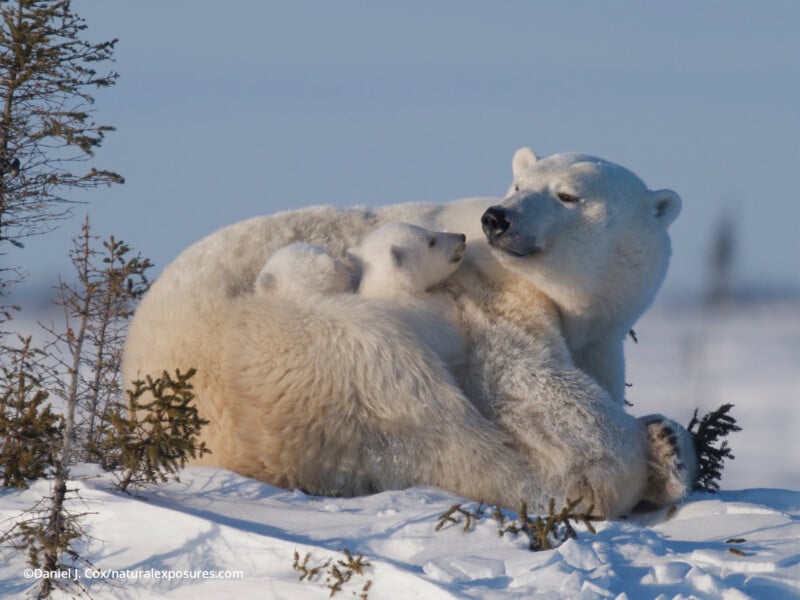 Una madre osa polar yace en la nieve, sosteniendo a su cachorro mientras los dos se miran con amor. Bajo el cielo azul claro, hay pequeños arbustos cubiertos de nieve cerca.