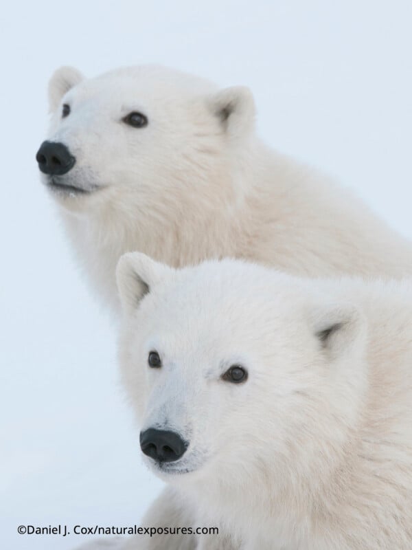 Dos osos polares de espeso pelaje blanco estaban apoyados contra un fondo pálido de nieve, mirando fijamente hacia adelante.