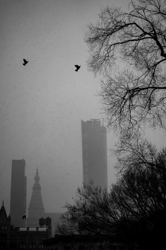 Black-and-white photo of a city skyline on a foggy day with tall buildings in the background, leafless tree branches on the right, and three birds flying in the cloudy sky.