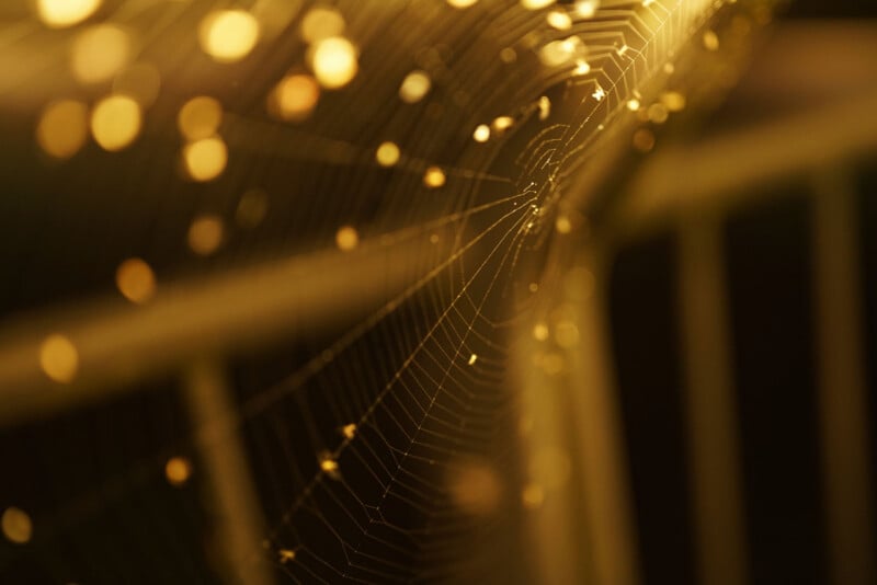 A close-up of a spider web glistening with golden light, with bokeh effects creating a warm, glowing atmosphere. Out-of-focus vertical bars appear in the background.
