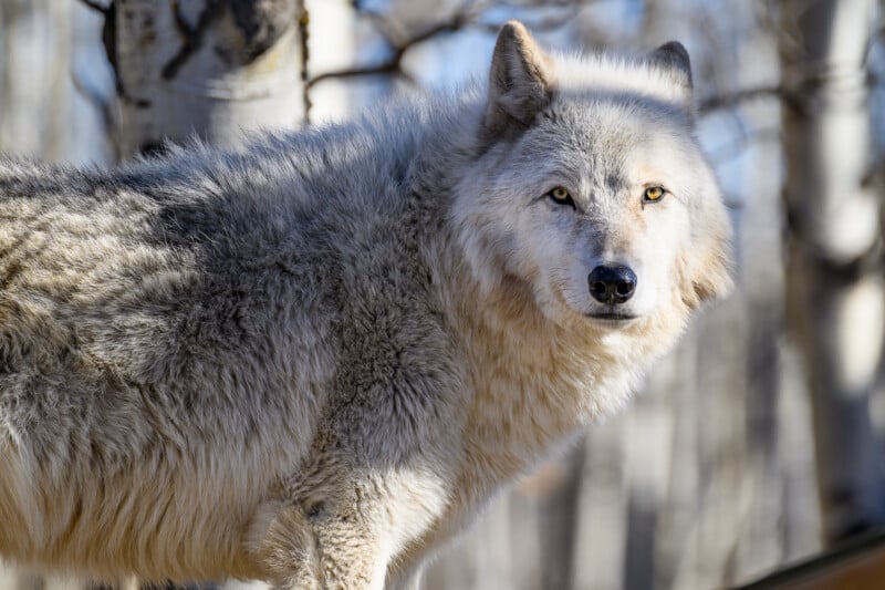 A light gray wolf with thick fur stands outdoors, looking directly at the camera. Bare trees with pale bark are visible in the blurred background.