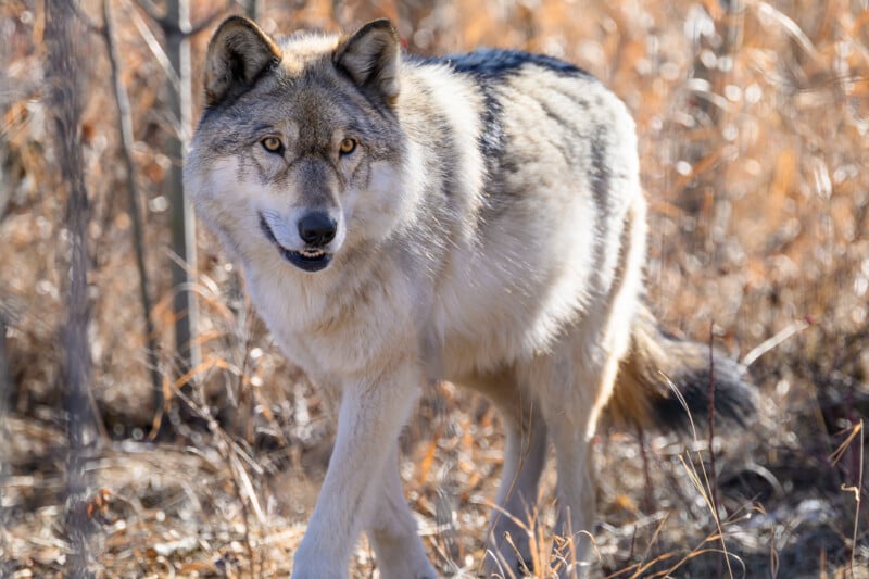 A gray wolf with thick fur stands in a sunlit, dry grassy area, looking directly at the camera with alert, bright eyes. Trees and dried vegetation are visible in the background.