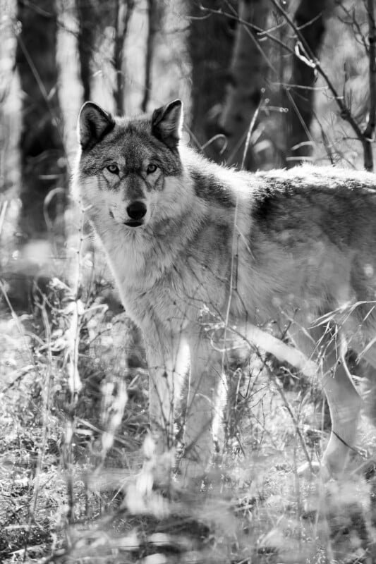 A black and white photo of a wolf standing alert in a forest, surrounded by tall grass and trees, with sunlight filtering through the background.