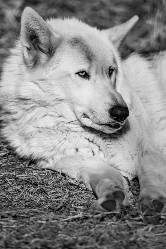 A large, fluffy wolf or husky-like dog with light fur lies on the ground, head resting on its front paw, gazing off to the side. The image is in black and white.
