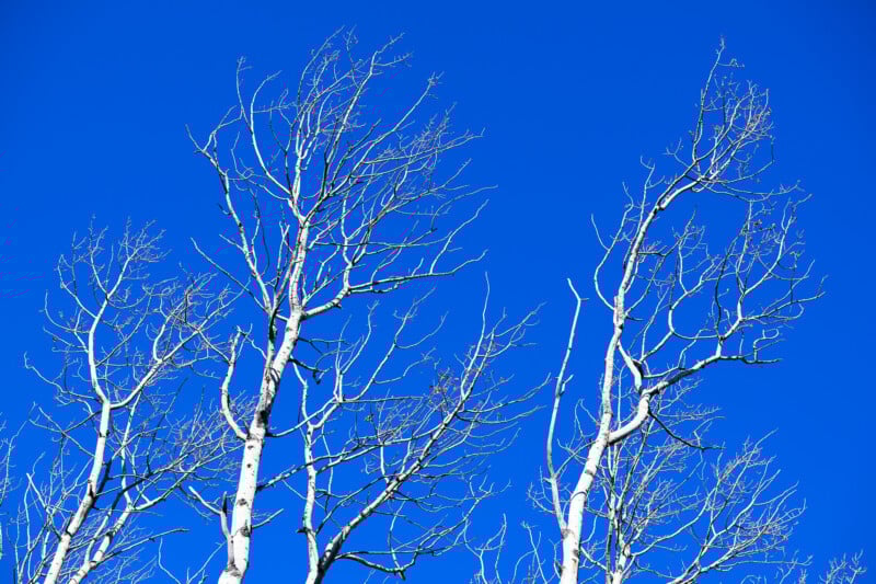 Leafless tree branches with pale bark reach upward against a clear, vibrant blue sky, creating a stark contrast between the trees and the background.
