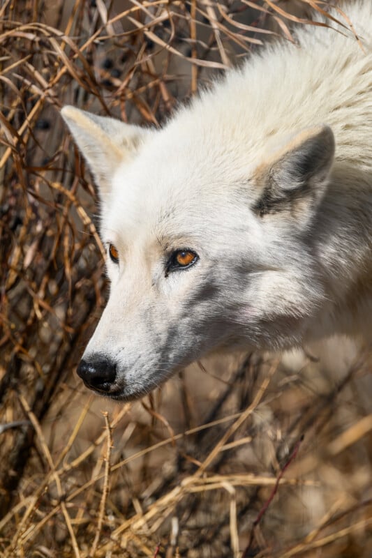 A close-up of a white wolf with amber eyes, looking alert and focused, surrounded by dry brown grass and twigs.