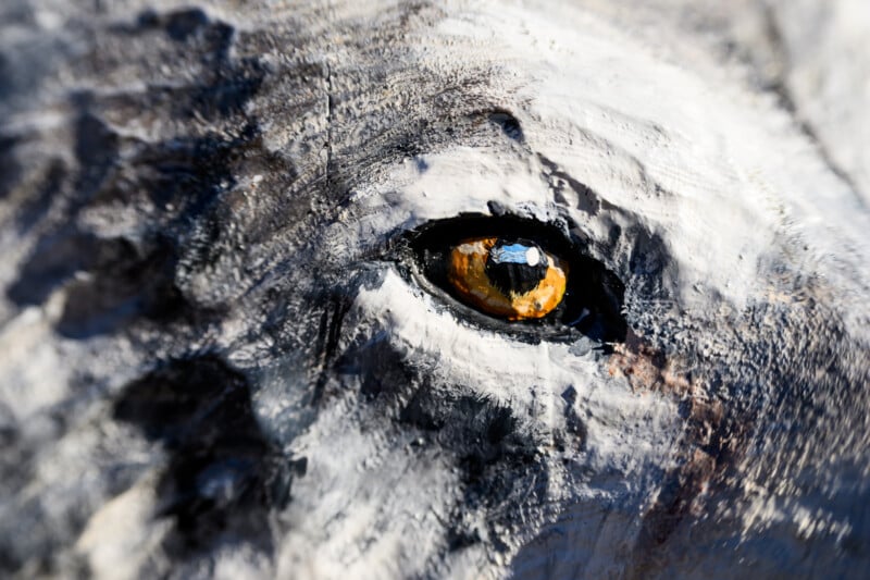 Close-up of a realistic painting or sculpture of an animal’s eye, possibly a wolf or a large dog, with detailed fur texture and a bright amber iris reflecting light.
