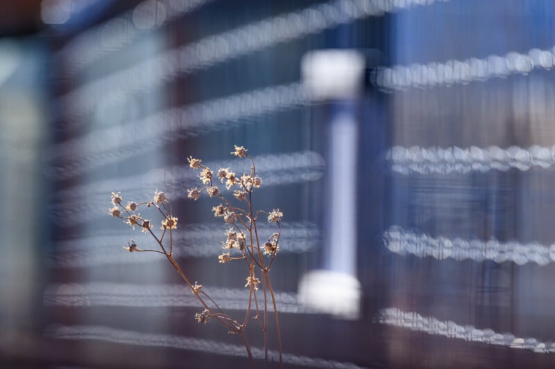 A close-up of dry, delicate plant stems with small white flowers in focus, set against a blurred background of a memorial wall engraved with names.