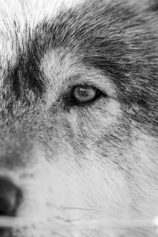 Close-up black and white photo of a wolf's face, focusing on its eye and fur texture. The image captures the animal's intense gaze and detailed patterns in its coat.