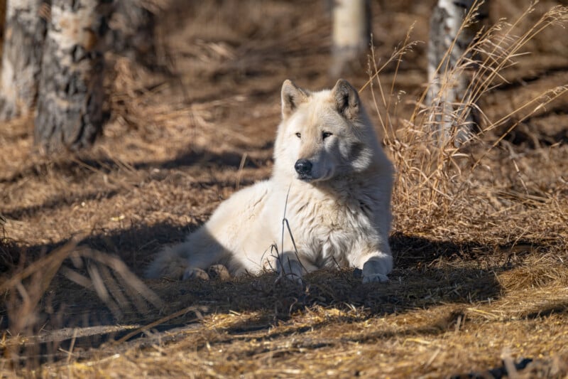 A light-colored wolf lies on the ground in a sunlit forest, surrounded by dry grass and trees with textured bark. The wolf appears relaxed and is looking alertly into the distance.