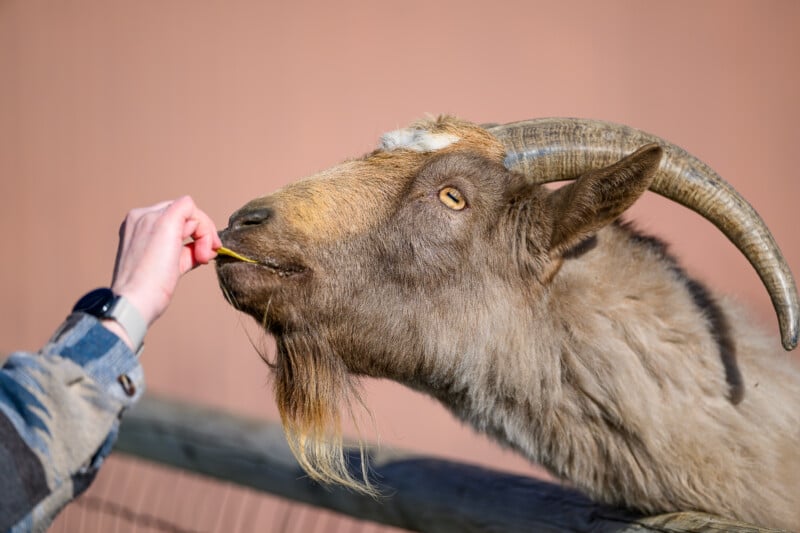 A person’s hand feeds a brown goat with large curved horns and a long beard over a wooden fence. The background is a plain, peach-colored wall.