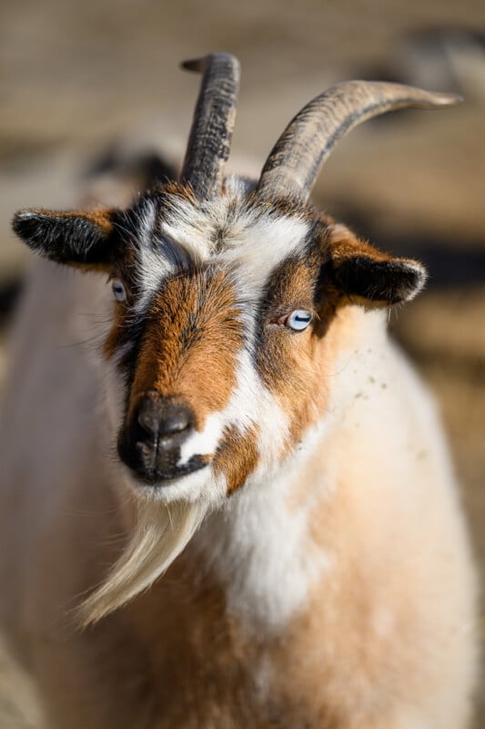A close-up of a goat with blue eyes, brown and white fur, two curved horns, and a long white beard, standing outdoors with a blurred background.
