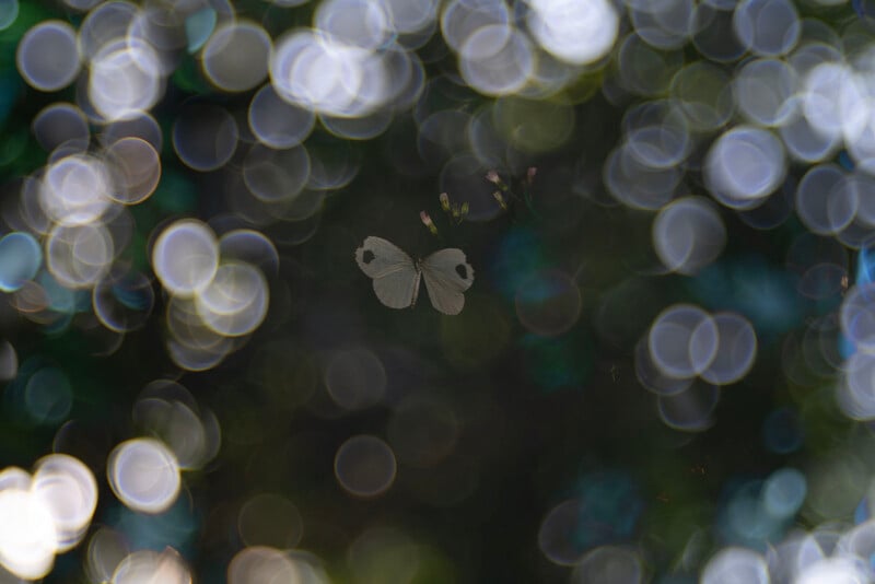 A small white butterfly with two dark spots on its wings hovers amid blurred, circular light bokeh, giving the image a dreamy and ethereal effect.