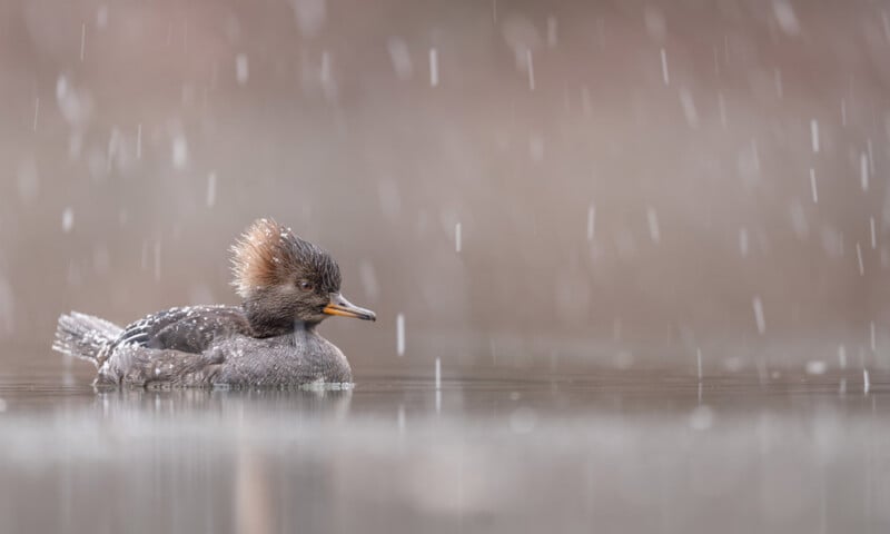 A female merganser duck with a crest on its head swims on calm water while raindrops fall around it, creating a soft, misty atmosphere.