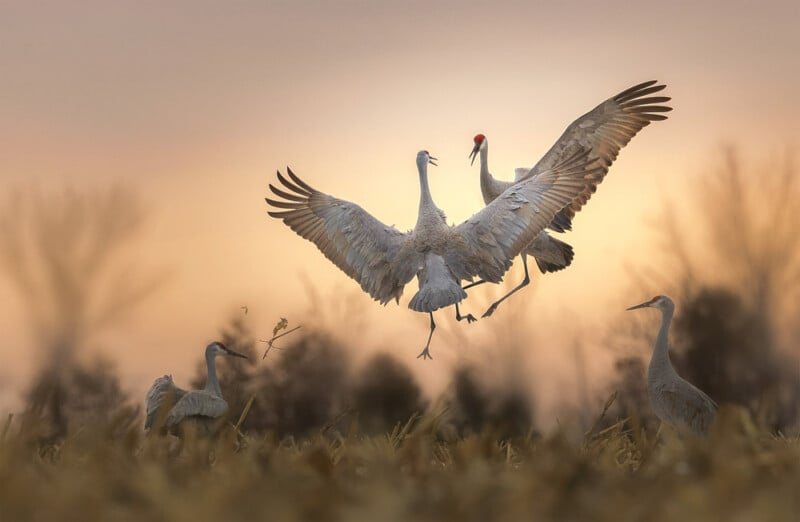 Two sandhill cranes with outstretched wings appear to be dancing or interacting mid-air at sunset, while two other cranes stand nearby in a field with blurred trees in the background.