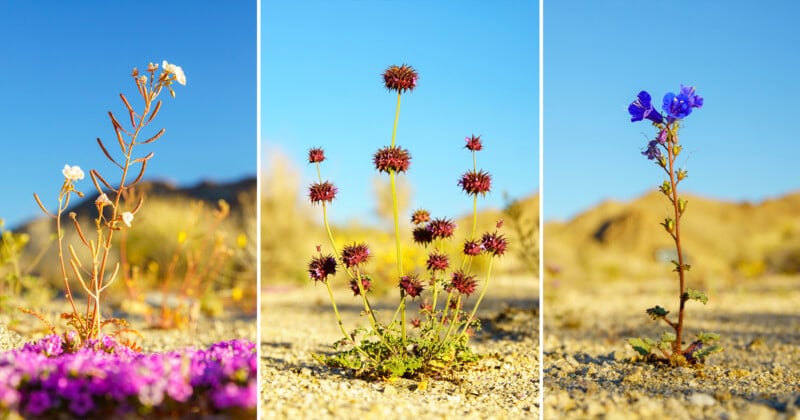 Three vertical panels show different desert wildflowers: delicate white flowers on the left, spiky red blooms in the center, and bright blue flowers on the right, all growing in sandy terrain under a clear blue sky.