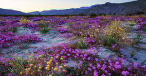 A vibrant desert landscape filled with blooming purple and yellow wildflowers stretches toward distant mountains under a clear sky at sunrise or sunset.