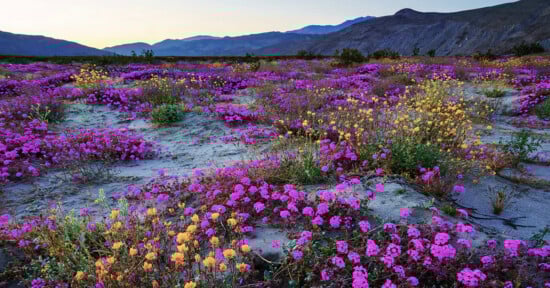 A vibrant desert landscape filled with blooming purple and yellow wildflowers stretches toward distant mountains under a clear sky at sunrise or sunset.