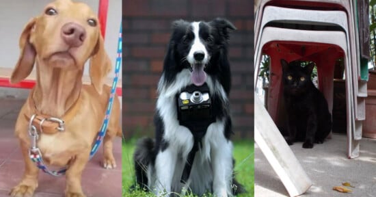 Three images: a brown dachshund on a leash, a black and white Border Collie wearing a harness with a camera, and a black cat sitting under stacked chairs outdoors.