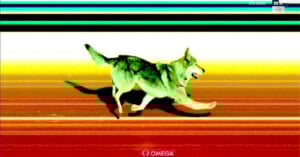 A motion-blurred image of a wolf running across colorful horizontal lines, resembling a finish line photo from a race, with the Omega logo at the bottom.
