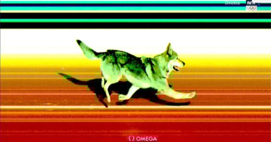 A motion-blurred image of a wolf running across colorful horizontal lines, resembling a finish line photo from a race, with the Omega logo at the bottom.